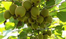 猕猴桃修剪技术视频,视频教程深度解析